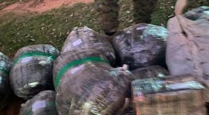 Incautan 180 kilos de droga en Canindeyú