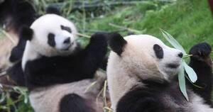 La Nación / Investigadores hallan fósiles y resuelven el misterio de cómo los pandas se hicieron vegetarianos