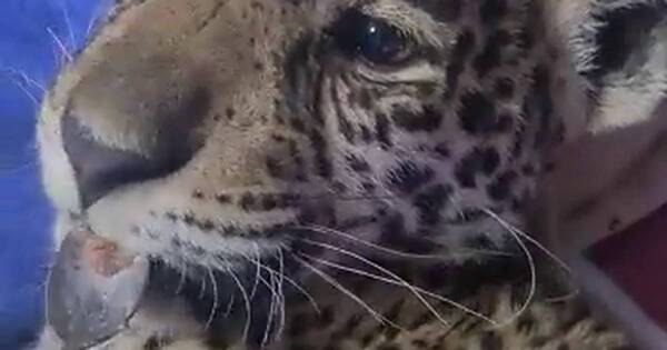 La Nación / Refugio Silvestre Urutaú: un centro que cobija y brinda amor a animales rescatados