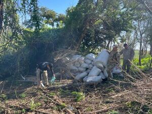 Senad detecta cerca de 5,5 toneladas de marihuana en zona rural de Amambay