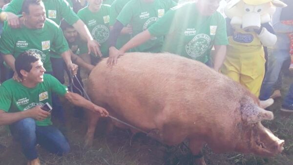 Así alimentan al chancho que buscará mantener su título