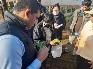 Verifican cultivos y toman muestras en parcelas atacadas por caracoles - ABC en el Este - ABC Color