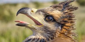 El águila que llora está en peligro: el 70% de sus crías no llega a la adultez