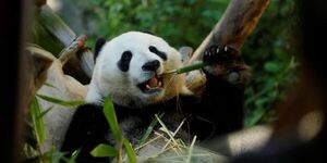 Los pandas evolucionaron para comer bambú hace unos seis millones de años