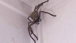 Crónica / Quiso hacer "pose de la araña" y terminó con fracturas