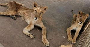 Increíble recuperación de dos leones famélicos tras ser rescatados hace 2 años
