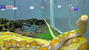 20 serpientes deslumbran en San Bernardino | Noticias Paraguay