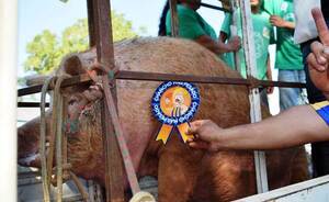 El cerdo más grande de Luque pesa más de 400 kilos •