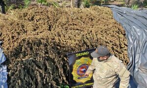 SENAD incautó 55 toneladas de marihuana en la colonia Estrella – Diario TNPRESS