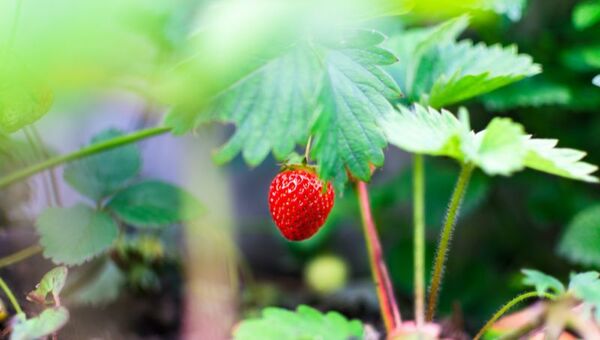 Producción de frutilla ronda las 6.000 tn anuales pero no se aprovecha potencialidad de industrialización