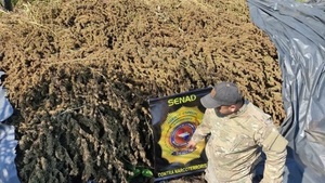 Senad incauta 55,5 toneladas de marihuana en PJC - Paraguaype.com