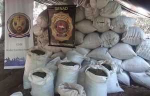 Tras incautación récord de marihuana destruyen otras 37 toneladas de la droga en Amambay