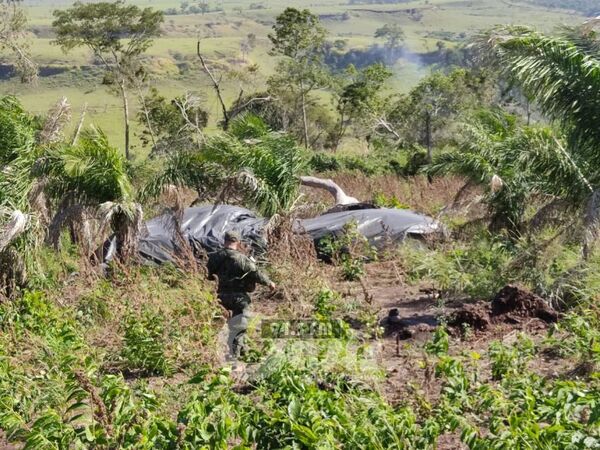 Récord: Incautan más de 55 mil toneladas de marihuana en zona rural de Pedro Juan