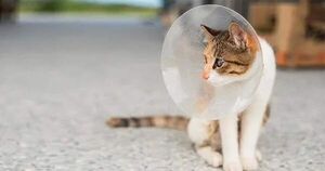 Castración de gatas y gatos, es un acto de amor  - Mascotas - ABC Color