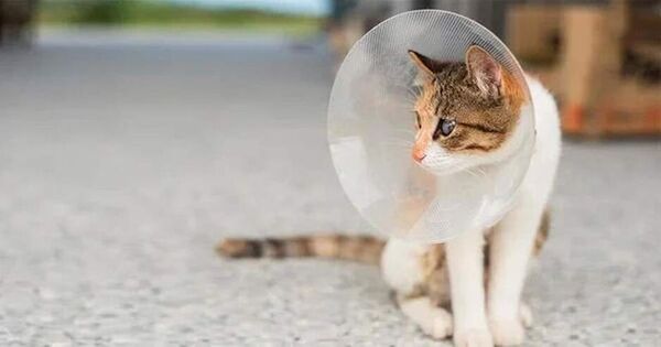 Castración de gatas y gatos, es un acto de amor - Mascotas - ABC Color