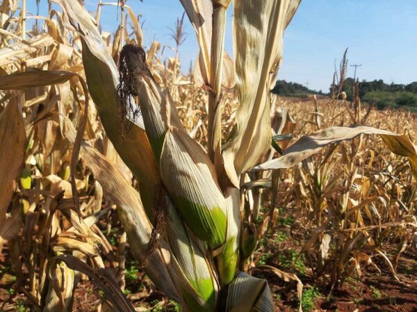 HELADAS Y EXCESO DE LLUVIAS YA PROVOCARON UNA PÉRDIDA DEL 30% DEL MAÍZ ZAFRIÑA