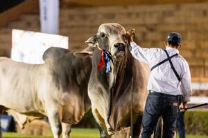 Congreso Mundial Brahman busca transmitir la excelencia de Paraguay en la producción de carne