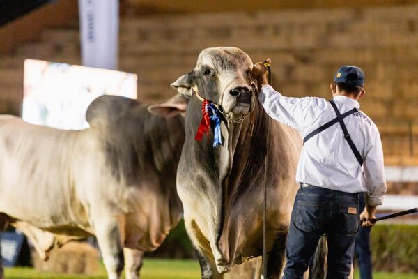 Congreso Mundial Brahman busca transmitir la excelencia de Paraguay en la producción de carne