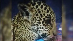 Yaguareté sigue mejorando, pero no descartan secuelas