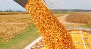 Buena cosecha de zafriña y óptimo desarrollo del trigo anima a productores de Caaguazú y Alto Paraná