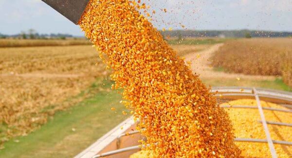 Buena cosecha de zafriña y óptimo desarrollo del trigo anima a productores de Caaguazú y Alto Paraná