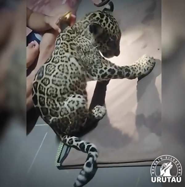 Yaguareté que había sido embestida avanza favorablemente