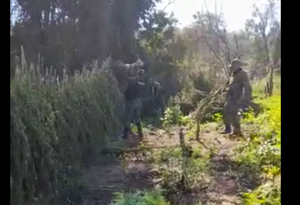Diario HOY | Destruyen plantación de marihuana en Caaguazú