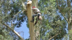 Empleado de estancia falleció electrocutado mientras podaba eucalipto