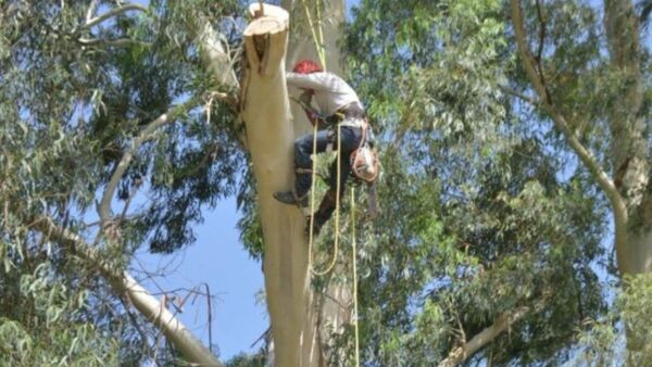 Empleado de estancia falleció electrocutado mientras podaba eucalipto