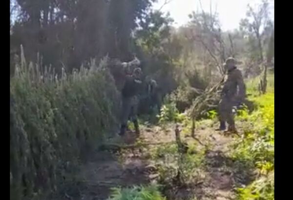 Destruyen plantación de marihuana en Caaguazú
