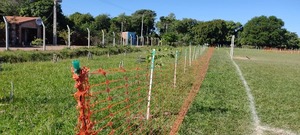 Diario HOY | Culminan actividades de compensación forestal con especies nativas en la travesía de Ypacaraí