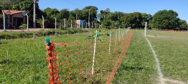 Diario HOY | Culminan actividades de compensación forestal con especies nativas en la travesía de Ypacaraí