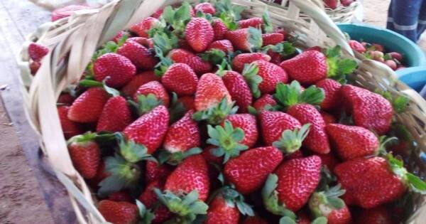 La Nación / Mermelada light de frutilla, modelo de negocio sostenible y participativo que busca diversificarse