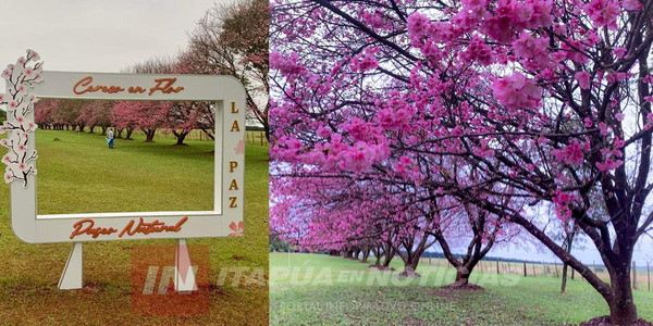 LOS CEREZOS EN FLOR DE LA PAZ INUNDARON LAS REDES SOCIALES