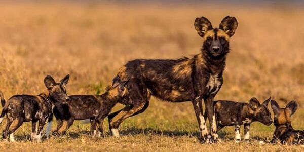 Cuál es el primer animal que retrasó los nacimientos de sus crías por el calentamiento global