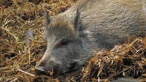 Después de cinco meses, los brotes de peste porcina africana vuelven a Polonia