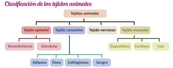 Tejidos animales. Clasificación. Características - Escolar - ABC Color