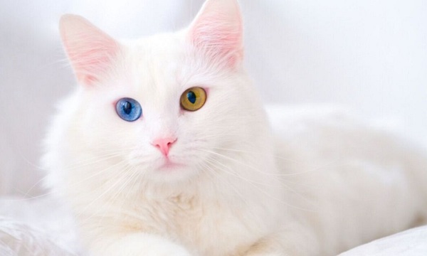 Los gatos blancos o albinos | Telefuturo