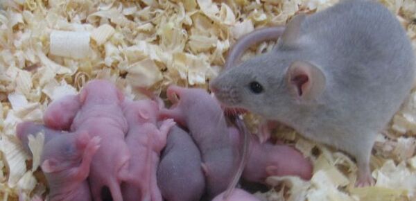 Diario HOY | Japoneses crearon clones de ratones con células liofilizadas