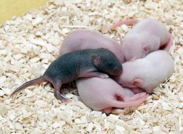 Japoneses crearon clones de ratones con células liofilizadas