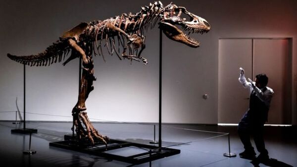 Esqueleto de dinosaurio de 76 millones de años será subastado en Nueva York | Internacionales | 5Días