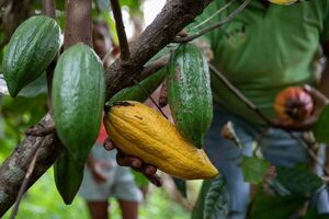 Cacao: los mayores productores del mundo - Gastronomía - ABC Color