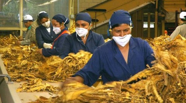 Diario HOY | Inmisericorde ataque de del Gobierno a las industrias tabacaleras queda al descubierto