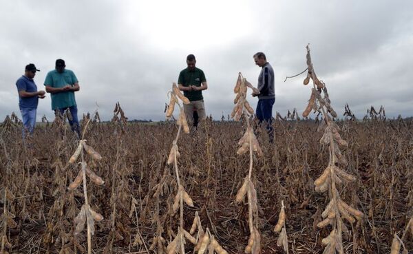 Agrohomeopatía, nueva herramienta para el campo - Economía - ABC Color