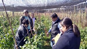Condiciones del clima propician las plagas en los cultivos de Alto Paraná