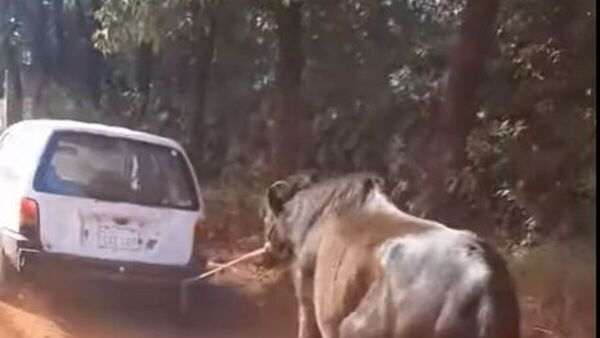 Ató a un caballo por el auto y lo estiró