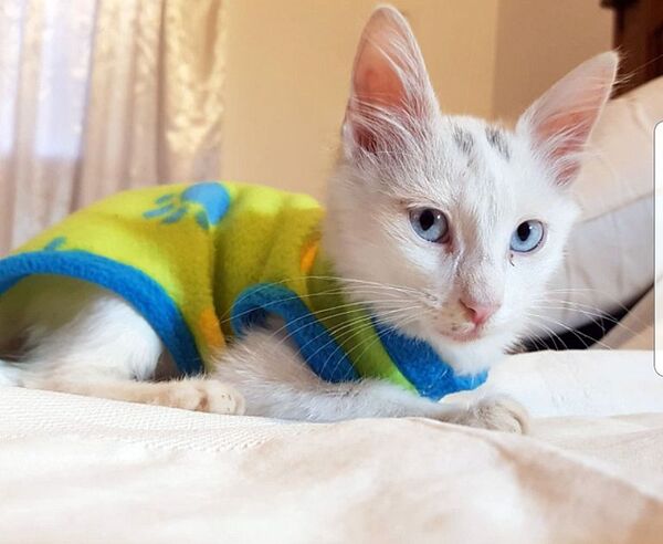 ¿Es recomendable vestir a los gatos? - Mascotas - ABC Color