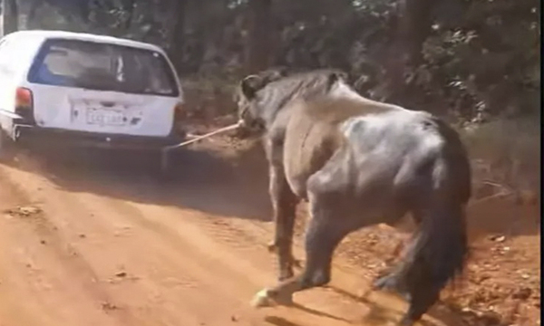 Amarro a un caballo y lo estiró por el auto - OviedoPress