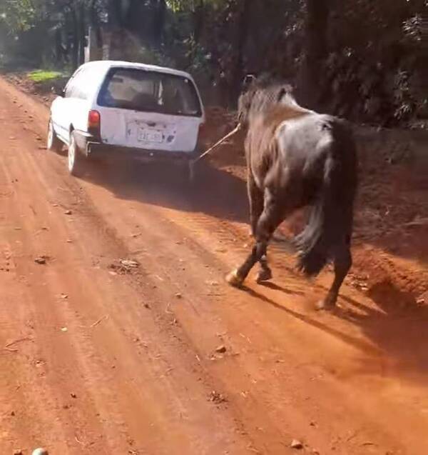 Crónica / [VIDEO] Indignación por cómo llevaban a rastras a un caballo