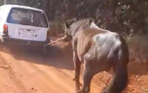 Hombre ató a un caballo por el auto y lo estiró – Prensa 5